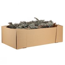 Prodotto Rami decorativi, muschio grigio, rami di lichene, 30-60 cm, 1 kg