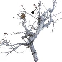 Prodotto Rami decorativi rami decorativi in legno bonsai bianco lavato 800g