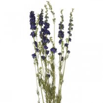 Delphinium essiccato, floristica secca, blu delphinium L64cm 25g
