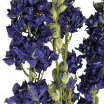 Delphinium essiccato, floristica secca, blu delphinium L64cm 25g