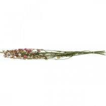 Prodotto Delphinium rosa essiccato (artificiale), vaso decorativo per fiori 64 cm 25 g