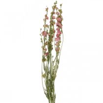 Prodotto Delphinium di fiori secchi, Delphinium rosa, floristica secca L64cm 25g