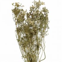 Prodotto Fiori secchi aneto natura floristica secca 50cm 20p