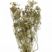 Prodotto Fiori secchi aneto floristica secca naturale 50 cm 20 pz