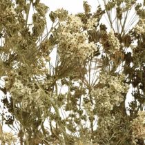 Prodotto Fiori secchi aneto floristica secca naturale 50 cm 20 pz