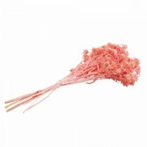 Prodotto Ramo decorativo di cardo, fiori secchi di rosa antica, 100 g - Ideale per decorazioni fai da te e ghirlande