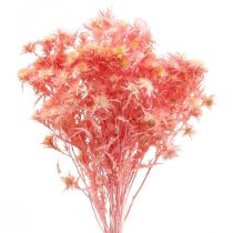 Prodotto Ramo decorativo di cardo essiccato Fiori secchi rosa polvere 100g