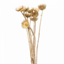 Ramo decorativo essiccato di cardo Bergdistel Alpendistel 10St