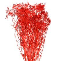 Prodotto Fiori secchi di Umbellifera rossi 70cm 150g