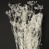 Prodotto Fiori secchi di Umbellifera bianchi 70-80cm 150g