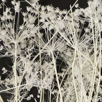 Prodotto Fiori secchi di Umbellifera bianchi 70-80cm 150g