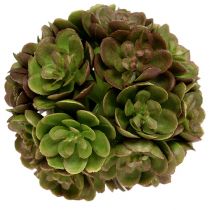 Echeveriaball 5cm Verde 4 pezzi
