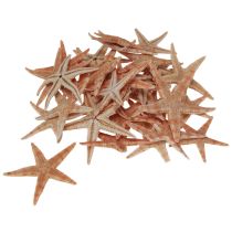 Prodotto Decorazione da tavolo marittima vera stella marina giovane 3,5-5 cm 100 pezzi
