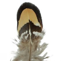 Prodotto Piume decorative di vere piume di uccello a strisce 3-4 cm 60 pezzi