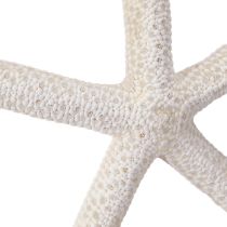 Prodotto Stella marina vera decorazione naturale marittima Ø16–20cm 10 pz