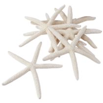 Prodotto Stella marina vera decorazione naturale marittima Ø16–20cm 10 pz