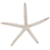 Prodotto Stella marina vera decorazione naturale marittima Ø16–20cm 10 pz