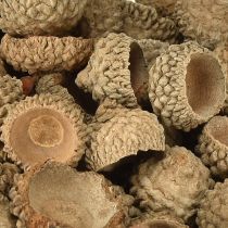 Prodotto Cappelli di ghianda ghiande decorative naturali per lavori artigianali 1,5 cm 200 g