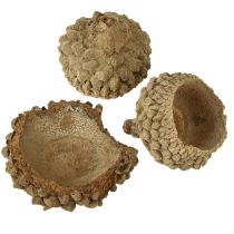 Prodotto Cappelli di ghianda ghiande decorative naturali per lavori artigianali 1,5 cm 200 g