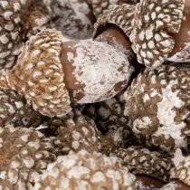 Prodotto Ghiande, prodotto naturale decorativo, sbiancate, 1-3 cm, 300 g