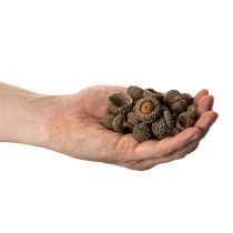 Prodotto Tappi di ghianda naturali, ciotole decorative per l'autunno e l'Avvento, 2 cm, 300 g
