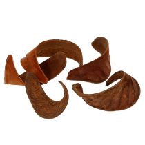 Prodotto Orecchio di elefante Naturale 25 pz