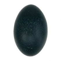 Prodotto Emu egg natural 12cm - 14cm 1p