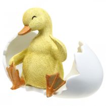 Prodotto Pulcino schiuso, figura di anatra, anatroccolo nell'uovo H10 cm L12,5 cm