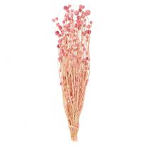 Prodotto Decorazione di cardo fragola rosa antico fiori secchi rosa 50 cm 100 g