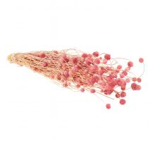 Prodotto Fiori secchi di cardo fragola, rosa antico, 50 cm, 100 g, fiori artificiali decorativi