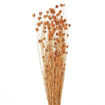 Prodotto Cardo fragola fiori secchi decorazione cardo terracotta 68 cm 85 g