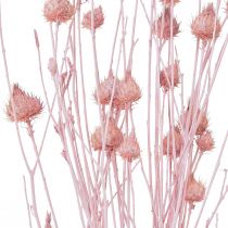 Prodotto Cardo fragola cardo secco decorazione cardo rosa chiaro 58 cm 65 g