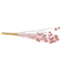 Prodotto Cardo fragola Cardo essiccato Decorazione rosa chiaro 58cm 100g
