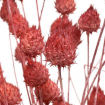 Fiori Secchi Cardo Secco Fragola Cardo Rosa Chiaro 100g
