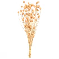 Prodotto Cardi rossi alla fragola decorazione secca in salmone 55 cm 100 g