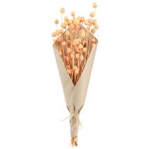 Prodotto Cardi rossi alla fragola decorazione secca in salmone 55 cm 100 g