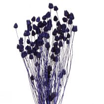 Prodotto Cardi fragola Cardo secco Decorazione di cardo viola 44-58 cm 100 g