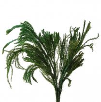 Prodotto Erika muschio decorativo verde muschio decorazione naturale essiccato 20-35 cm 400 g
