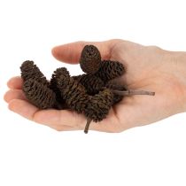 Prodotto Pigne di ontano naturali, sfuse, decorative, 3 cm, 300 g, marrone naturale.