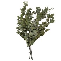 Prodotto Rami e foglie decorative di eucalipto conservati, decorazione rotonda essiccata, verde, 150 g