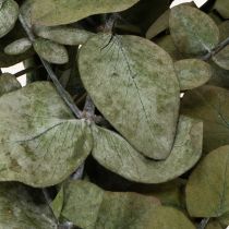 Prodotto Rami e foglie di eucalipto essiccati e conservati, forma rotonda, colore verde, 150 g.
