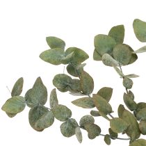 Prodotto Rami e foglie di eucalipto essiccati e conservati, forma rotonda, colore verde, 150 g.