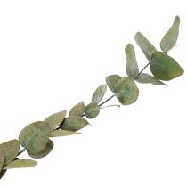 Prodotto Rami e foglie di eucalipto essiccati e conservati, forma rotonda, colore verde, 150 g.