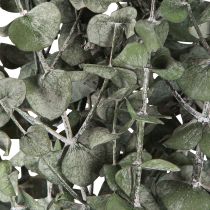 Prodotto Rami di eucalipto conservati Foglie rotonde verdi 150g