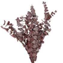 Prodotto Rami di eucalipto, eucalipto conservato, fiori secchi, rosso, 75 cm, 150 g