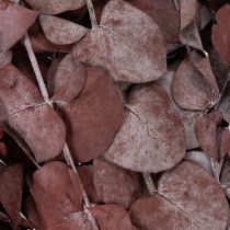 Prodotto Rami di eucalipto, eucalipto conservato, fiori secchi, rossi, 75 cm, 150 g