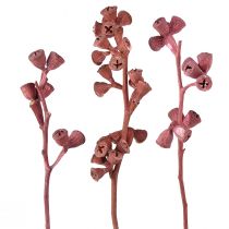 Prodotto Rami di eucalipto rosso satinato decorazione naturale esotica 25 pz