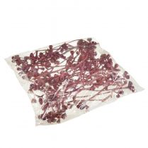 Prodotto Rami di eucalipto rosso satinato decorazione naturale esotica 25 pezzi