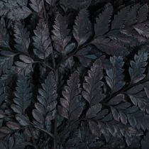 Prodotto Decorazione a forma di felce, vere fronde di felce nere conservate, 45 cm, 10 pezzi