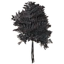 Prodotto Decorazione di felce vere fronde di felce nere conservate 45 cm 10 pezzi